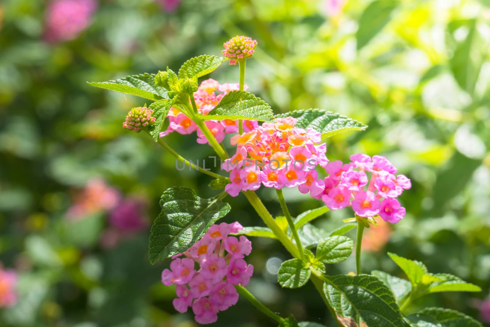 The background image of the colorful flowers, background nature