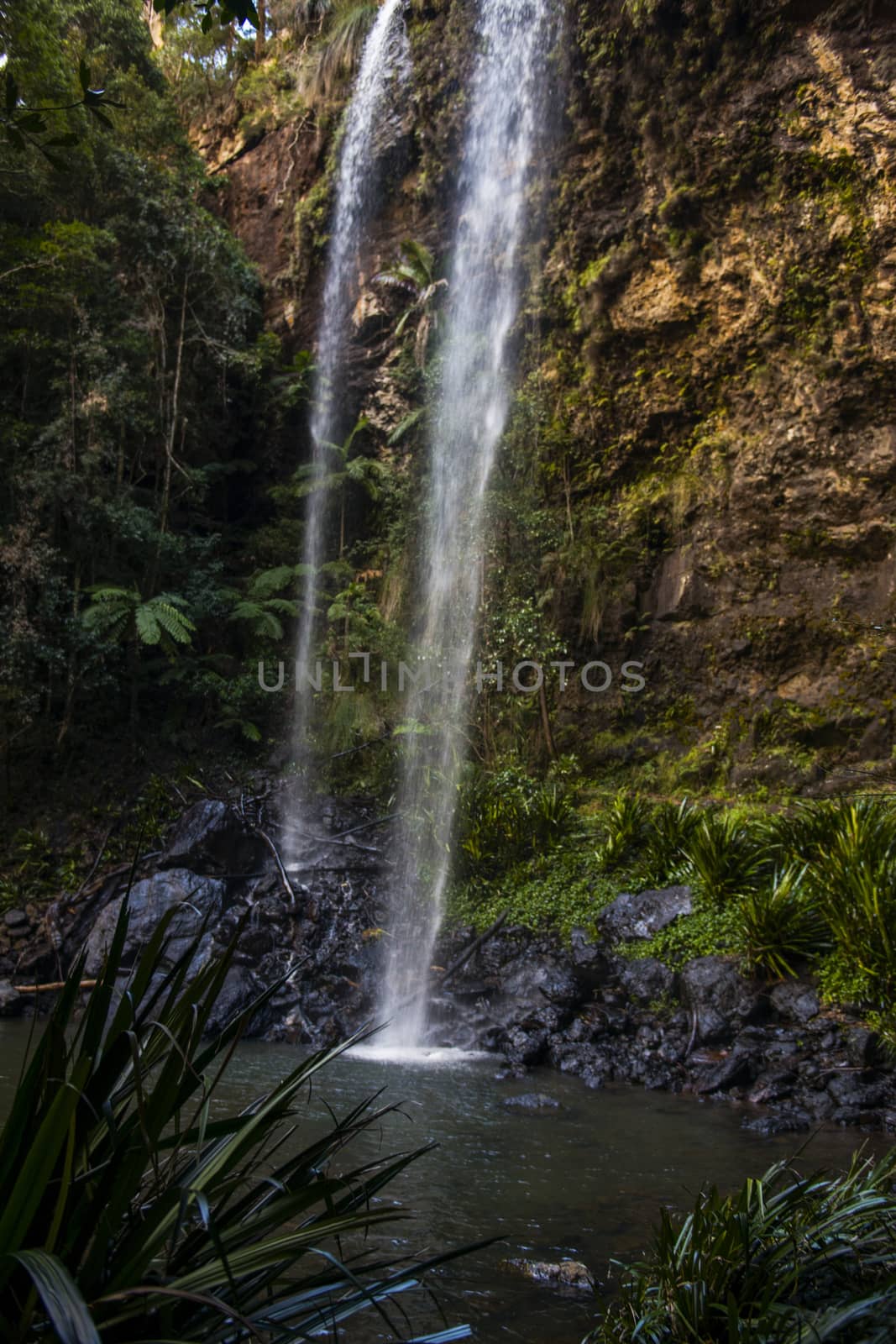 Twin Falls waterfall located in Springbrook National Park. by artistrobd