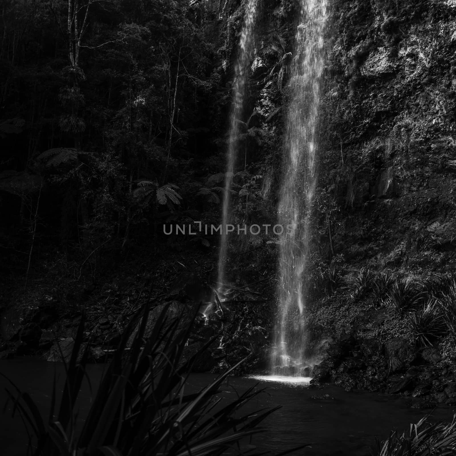 Twin Falls waterfall located in Springbrook National Park. by artistrobd