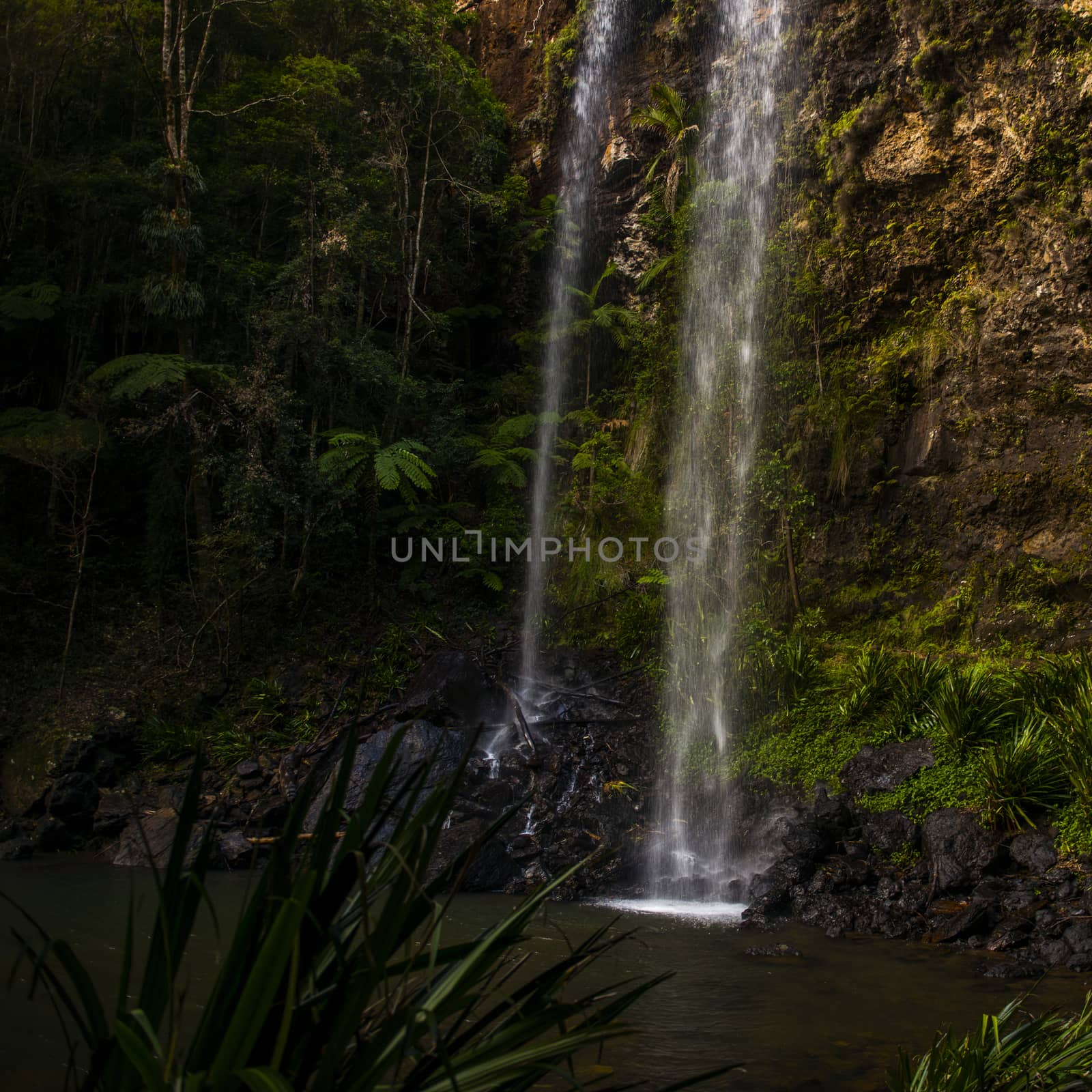 Twin Falls waterfall located in Springbrook National Park. by artistrobd