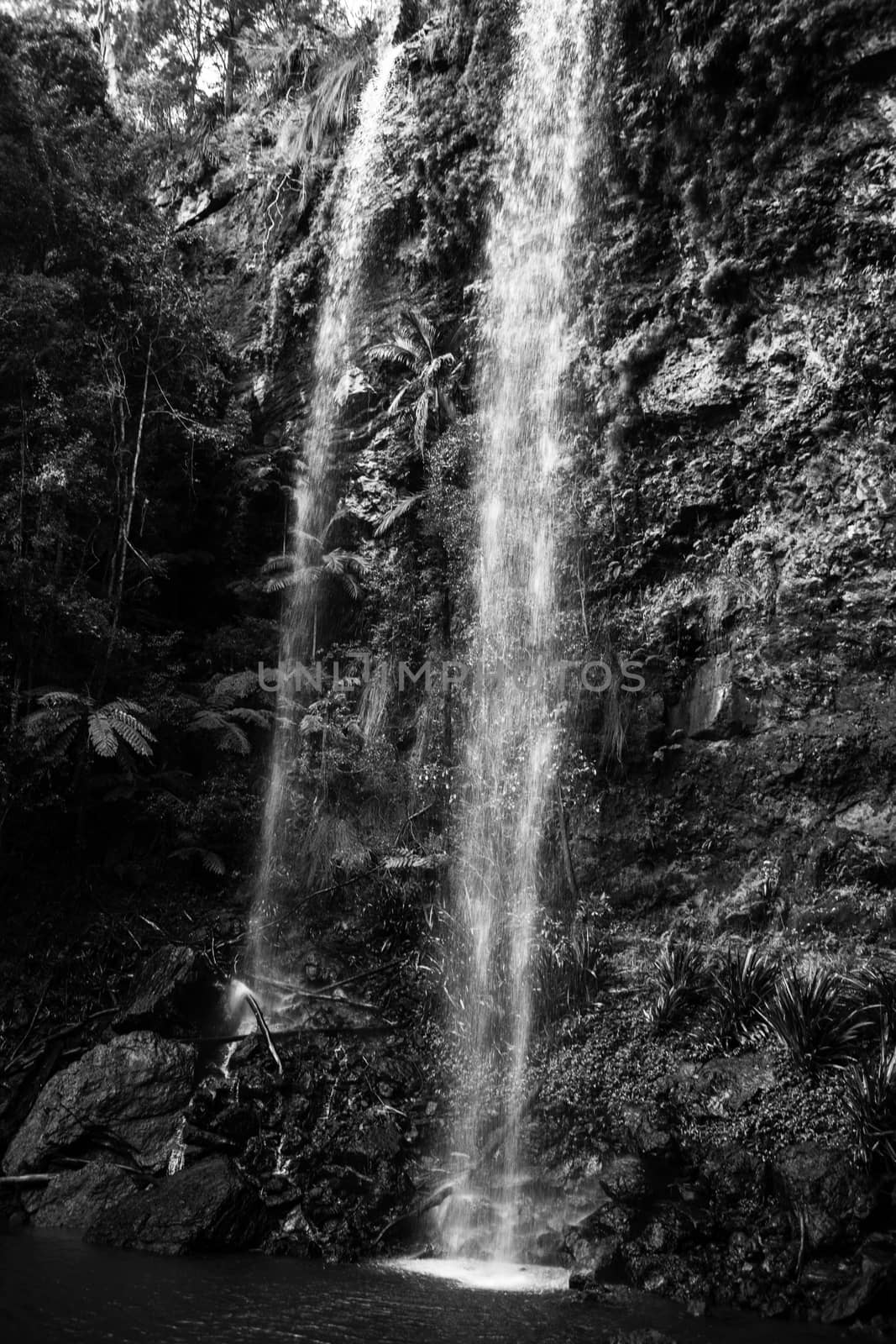 Twin Falls waterfall located in Springbrook National Park. by artistrobd