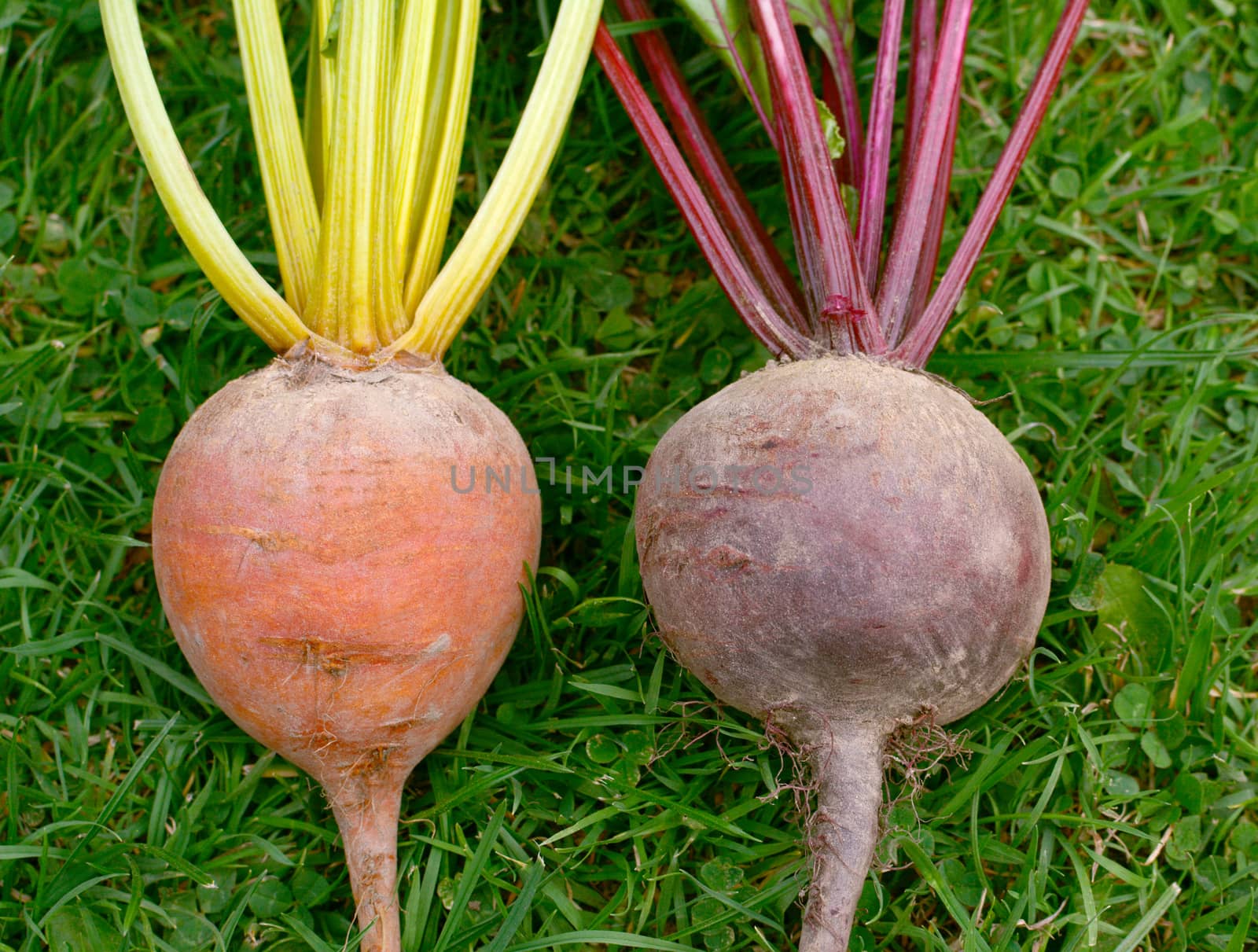 Close-up of rainbow and standard varieties of beetroot - with orange and deep red roots