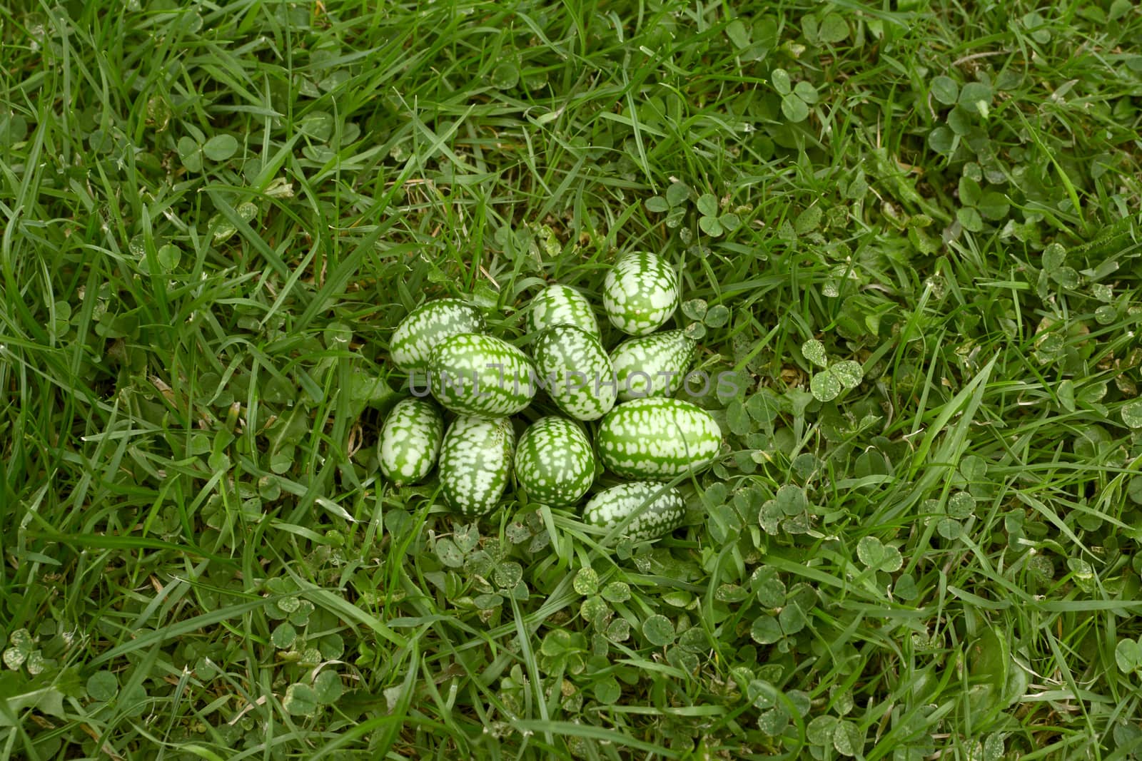 Handful of freshly picked cucamelons - also known as Mexican sour gherkins or pepquino - on green grass
