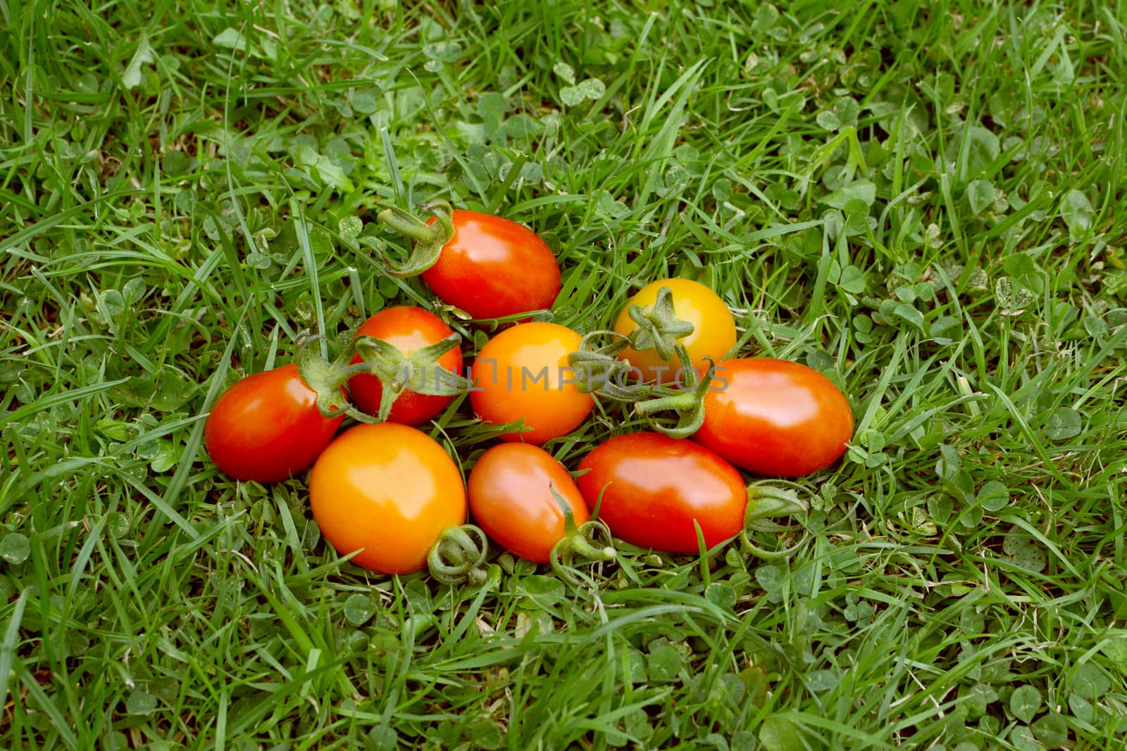 Handful of orange, red and yellow rainbow cherry plum tomatoes on grass