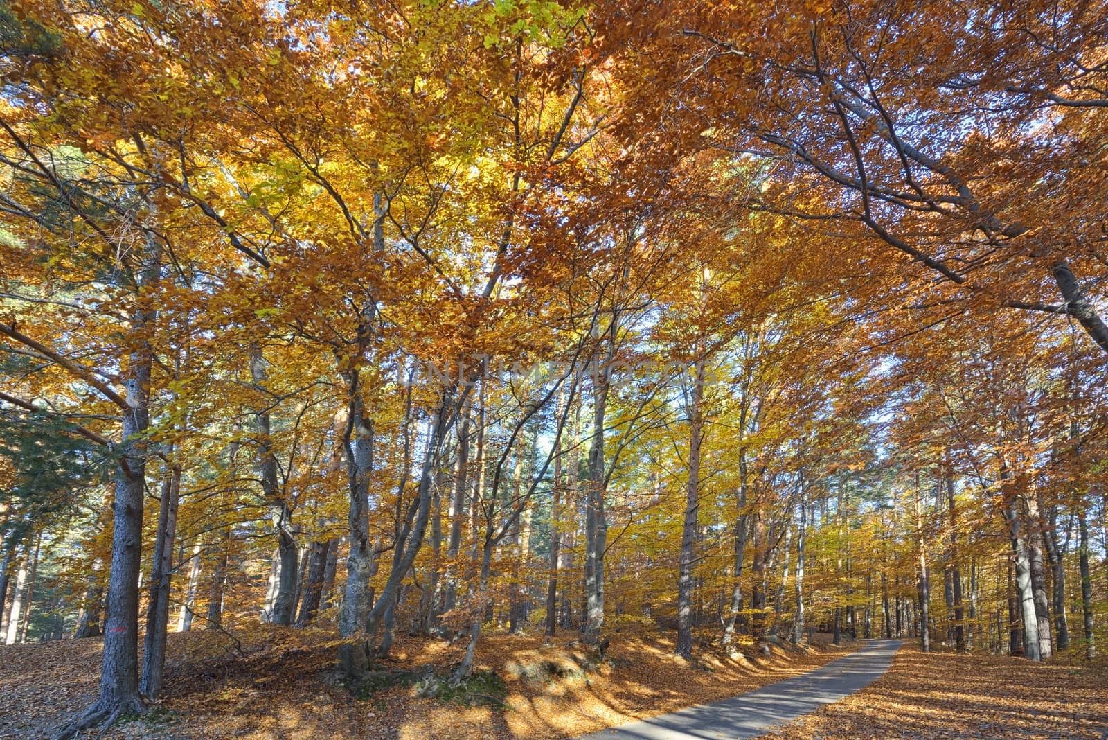 Colorful autumn landscape  by jordachelr