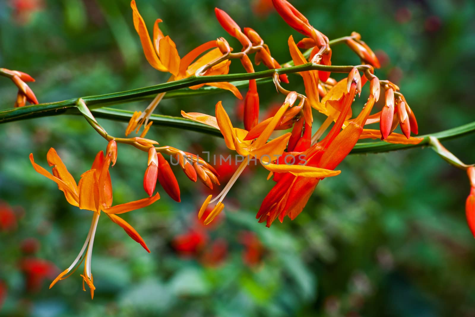 Crocosmia aurea a very attractive garden plant with a number of bright orange flowers in a full spike at the end of the flower stalk. The tall stalks make it desirable in a vase as a cut flower.