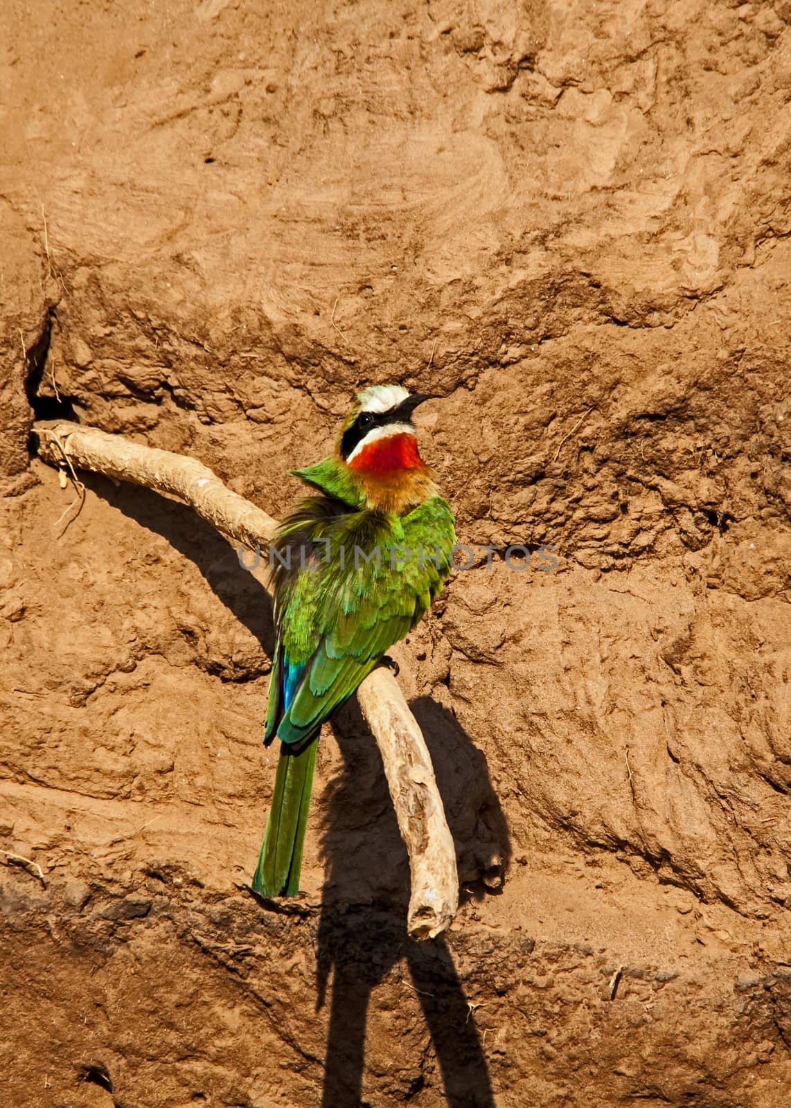 White-fronted Bee-eater, Merops bullockoides, photographed in Kruger National Park South Africa  (IMG 3433)