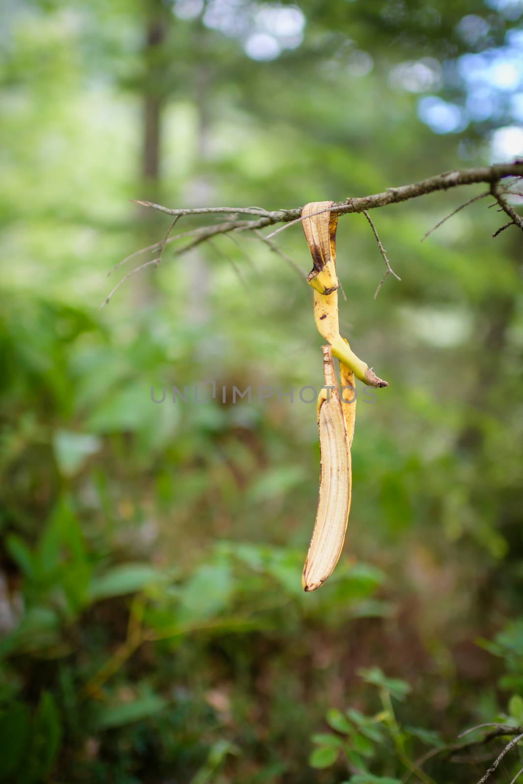 banana peel hanging from tree, bush, branch in nature, waste garbage disposal, polluting nature