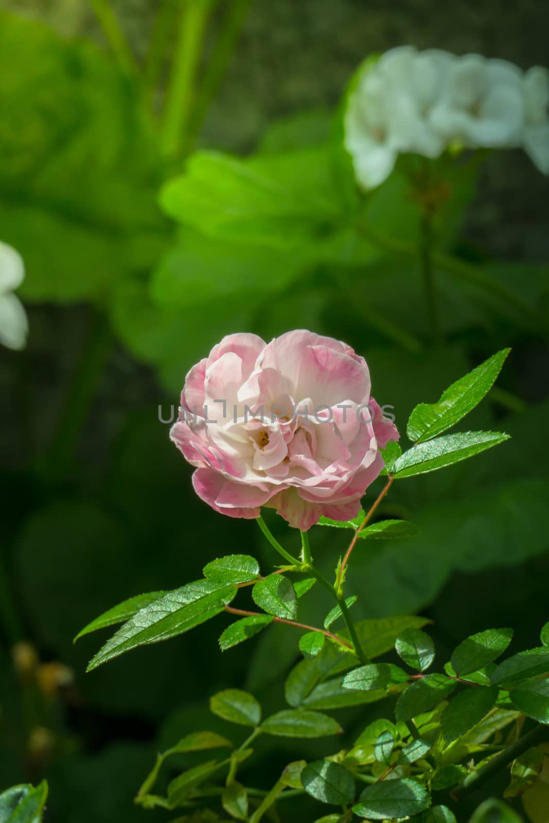 The background image of the colorful flowers, background nature