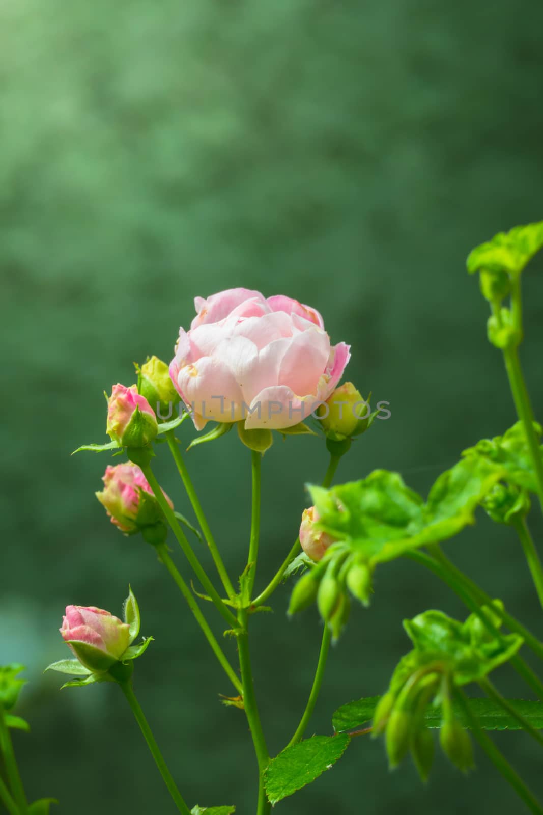 The background image of the colorful flowers by teerawit