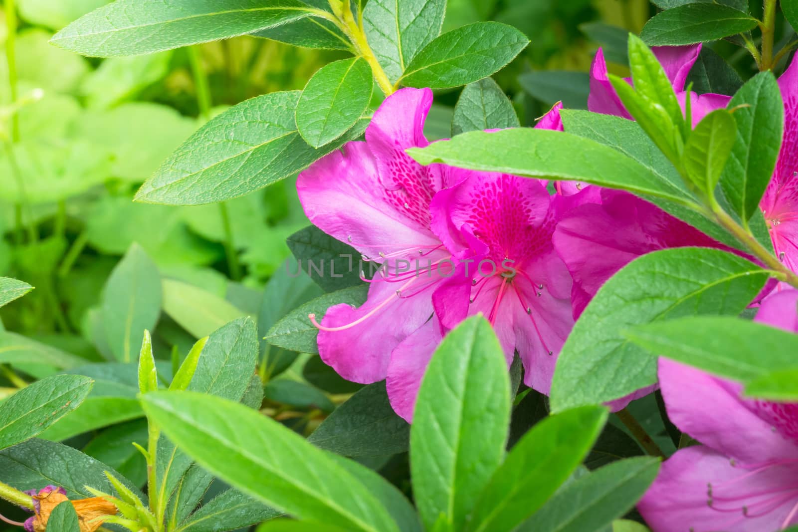 The background image of the colorful flowers by teerawit