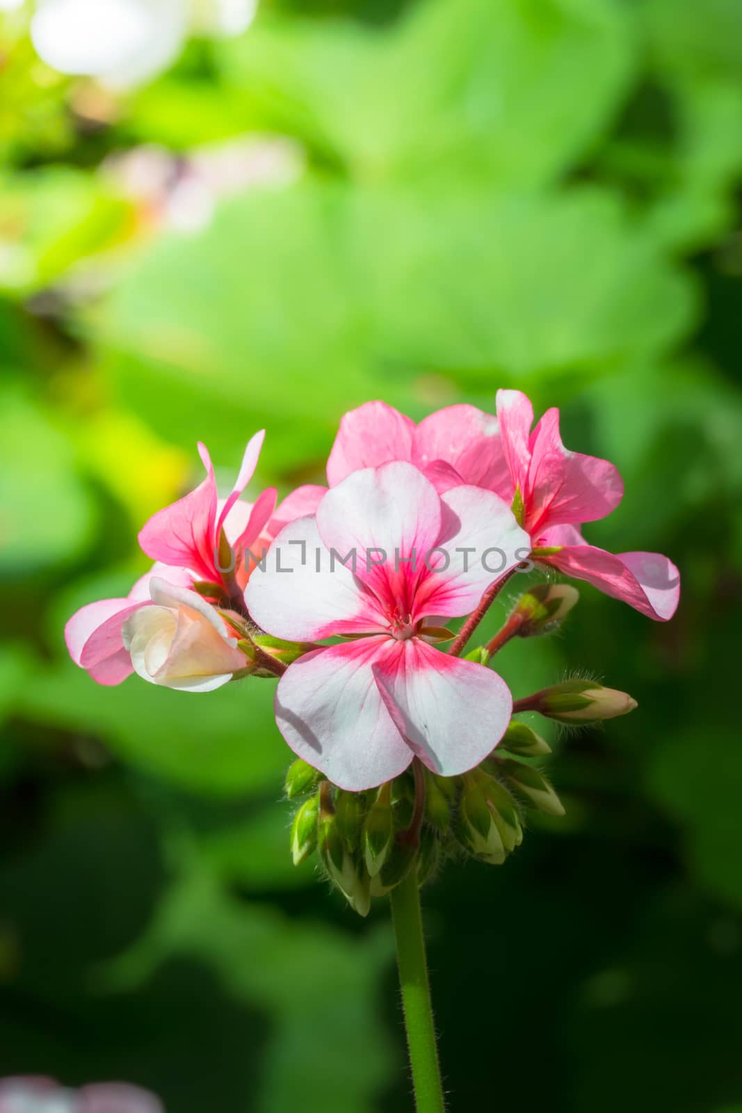 The background image of the colorful flowers by teerawit