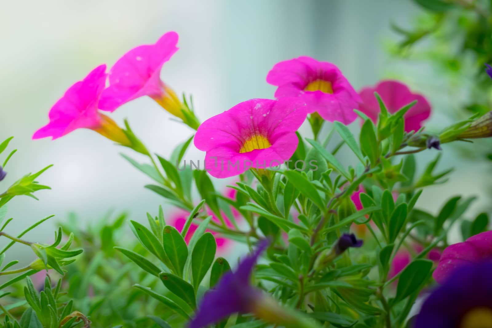 The background image of the colorful flowers by teerawit