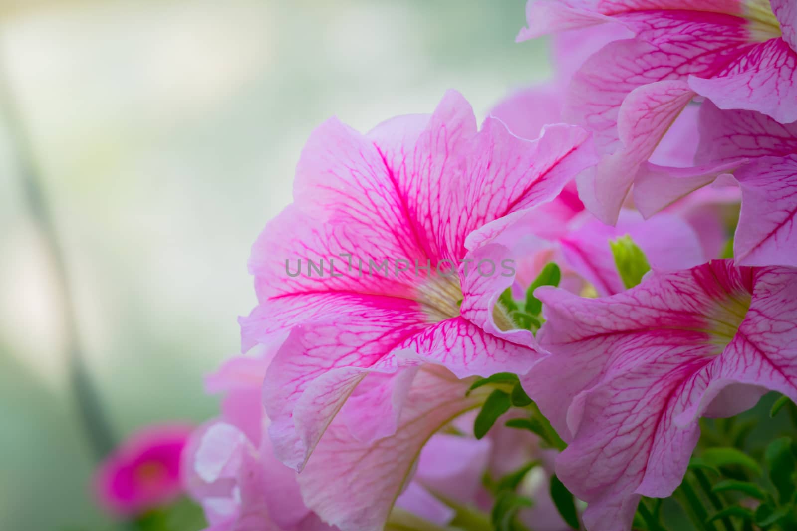 The background image of the colorful flowers, background nature