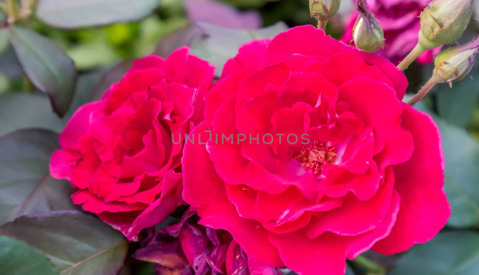 Closeup beautiful red rose in garden, selective focus and blur c by pt.pongsak@gmail.com