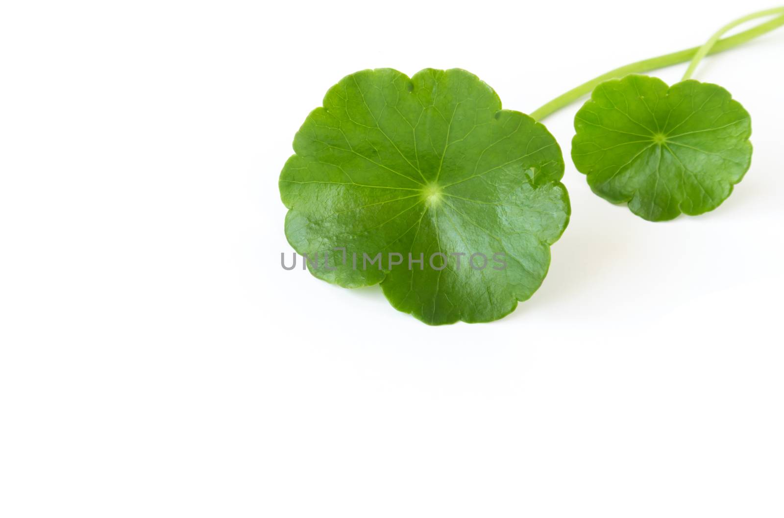 Closeup leaf of Gotu kola, Asiatic pennywort, Indian pennywort on white background, herb and medical concept