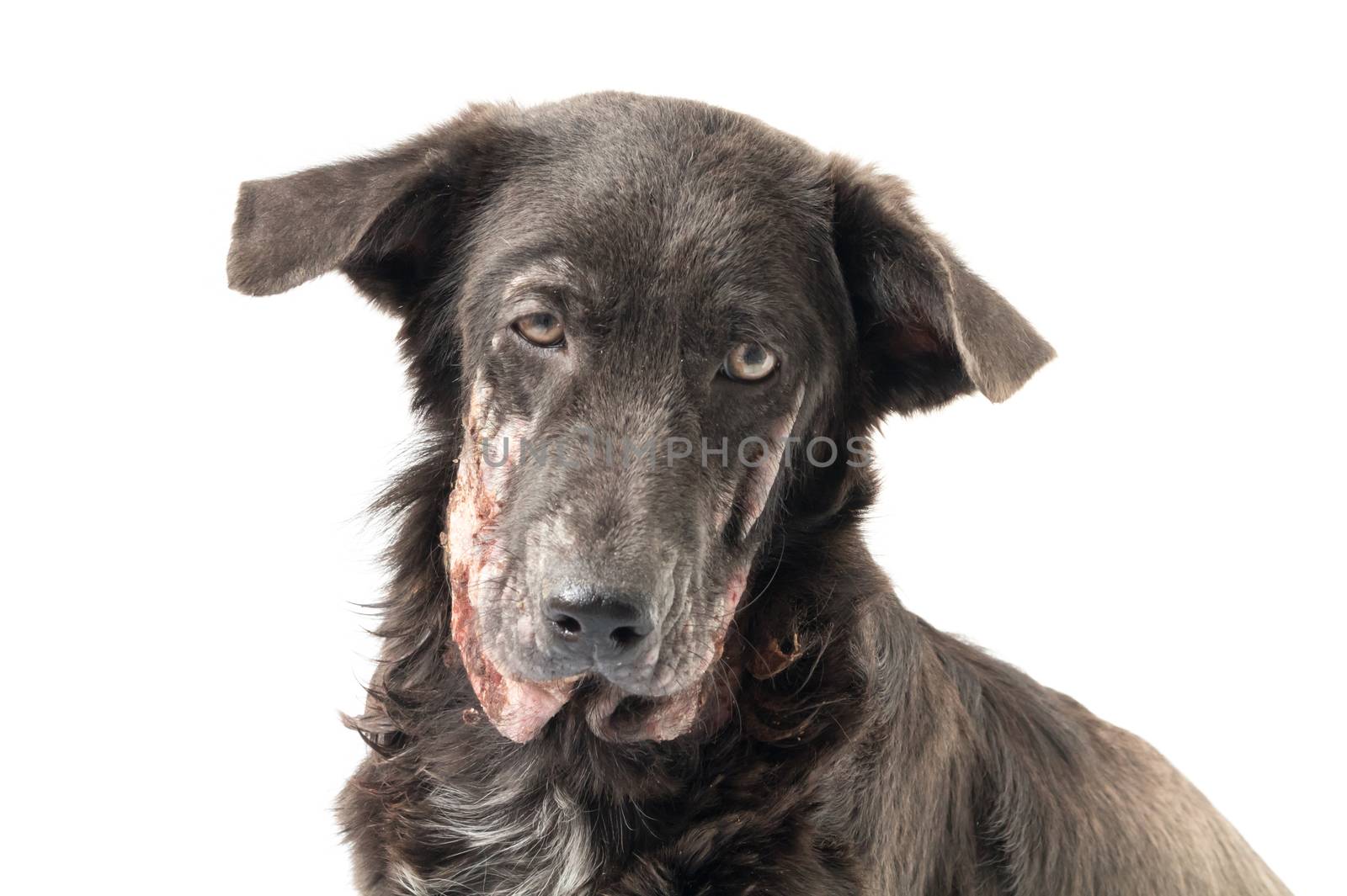 Closeup face of dog sick leprosy skin problem with white background