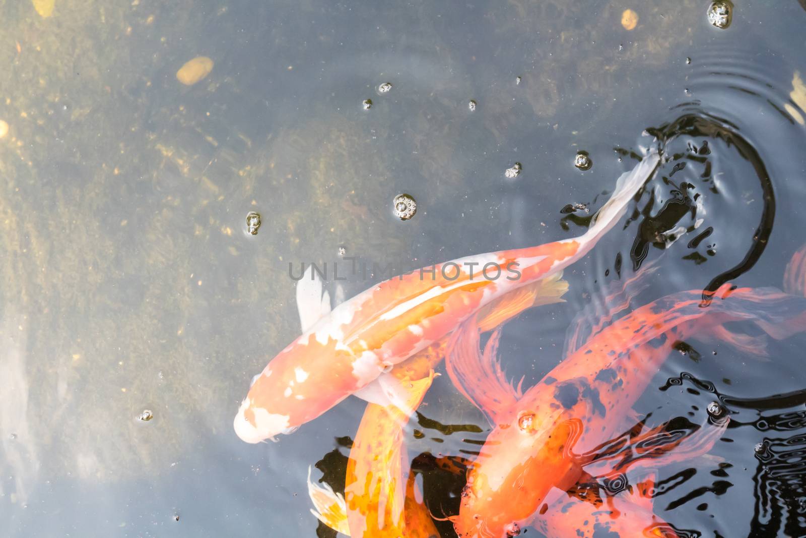 Blur koi fish swimming in water with sun light