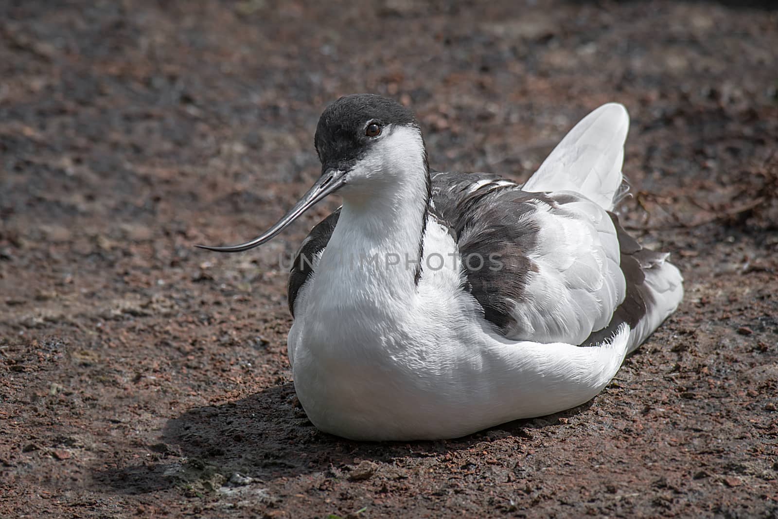 Avocet portrait by alan_tunnicliffe