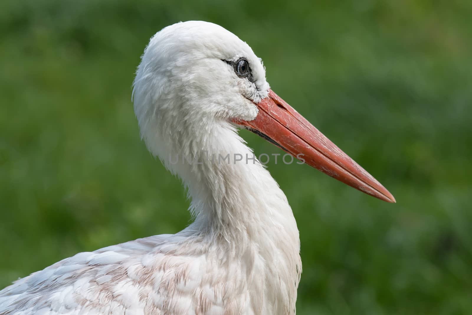 A close up portrait of the head of a white stork facing right with a long beak