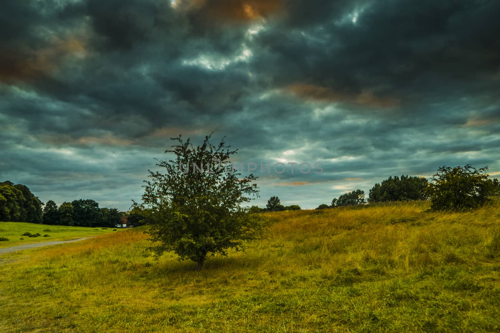 Alone Old oak treewith Blue cloudy Sky by wael_alreweie