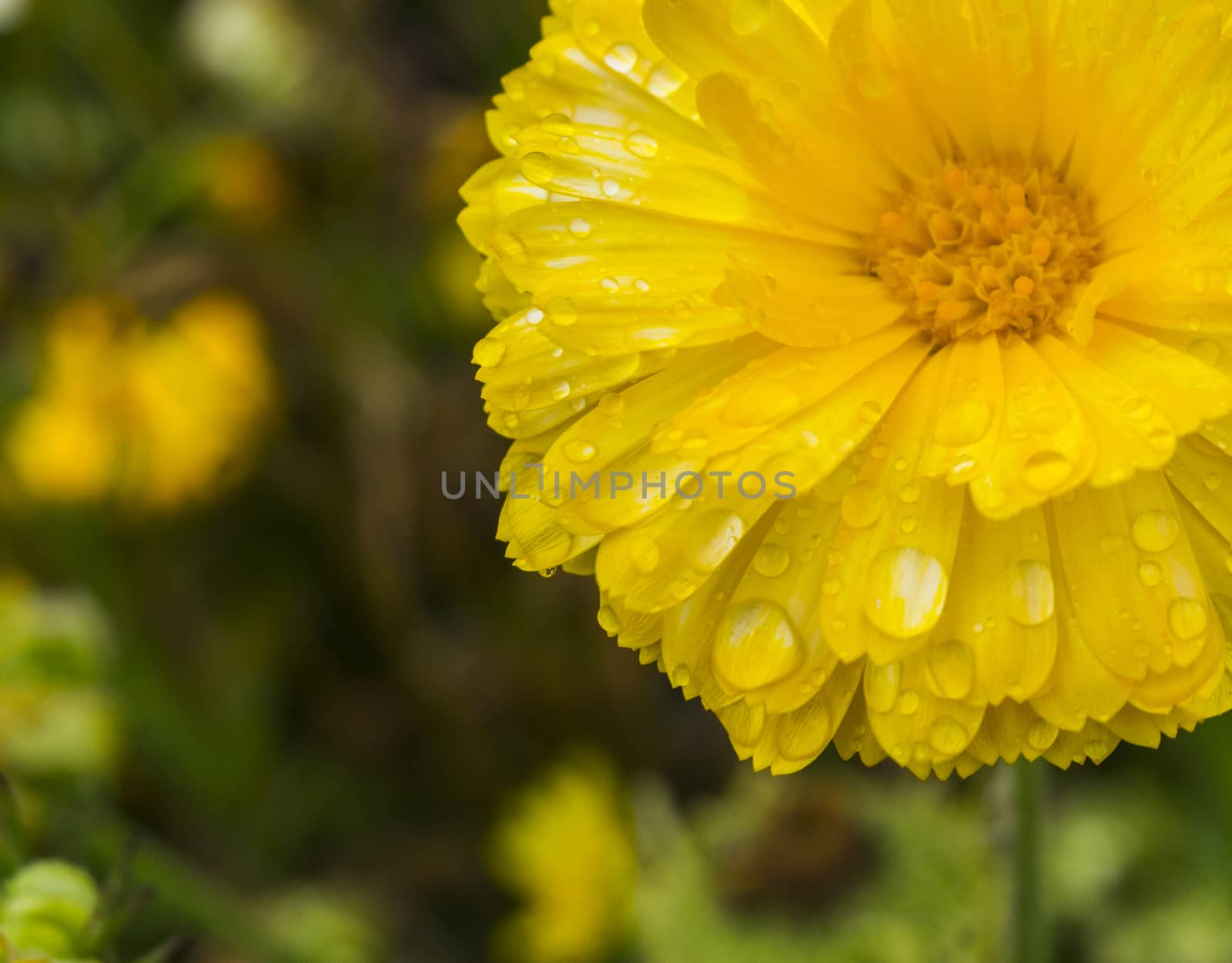beautiful yellow and white flower after the rain