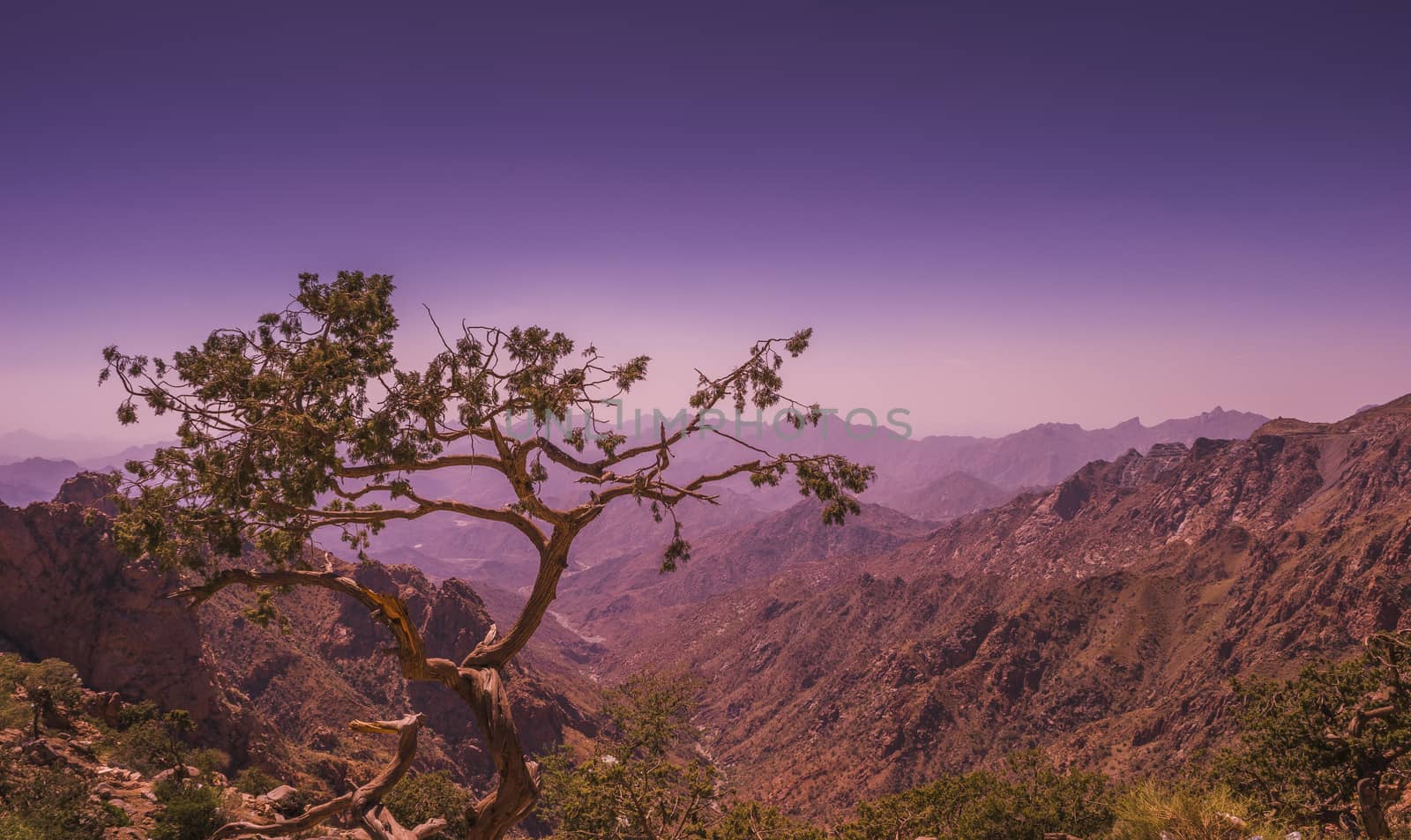 a solitary tree looking after a valley in Taif Mountains area in saudi arabia