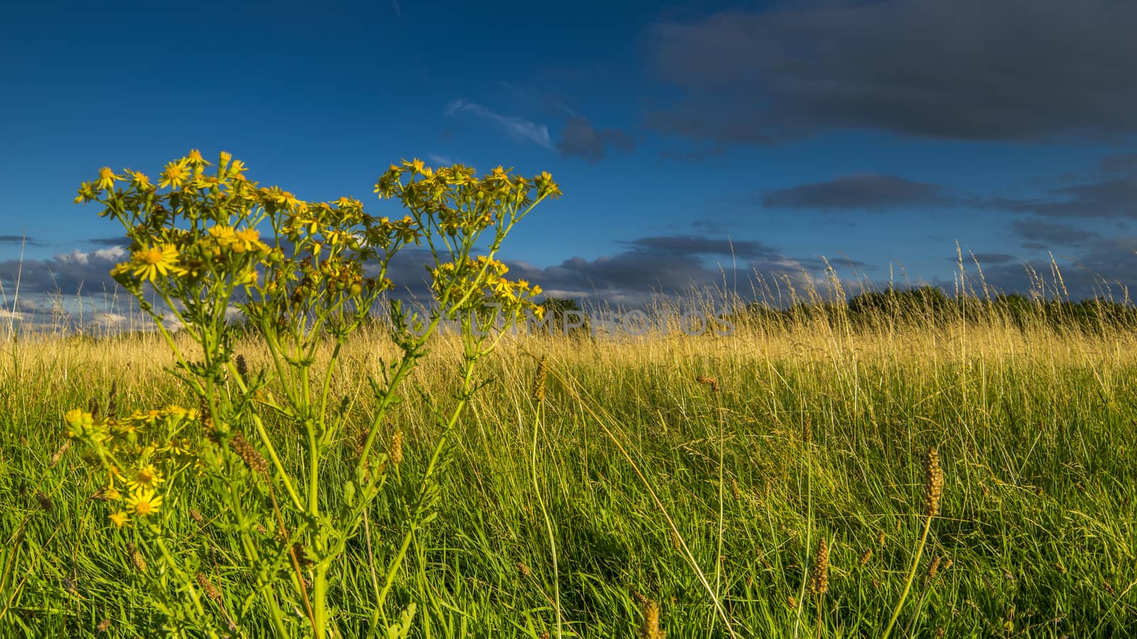 green grass and blue sky by wael_alreweie