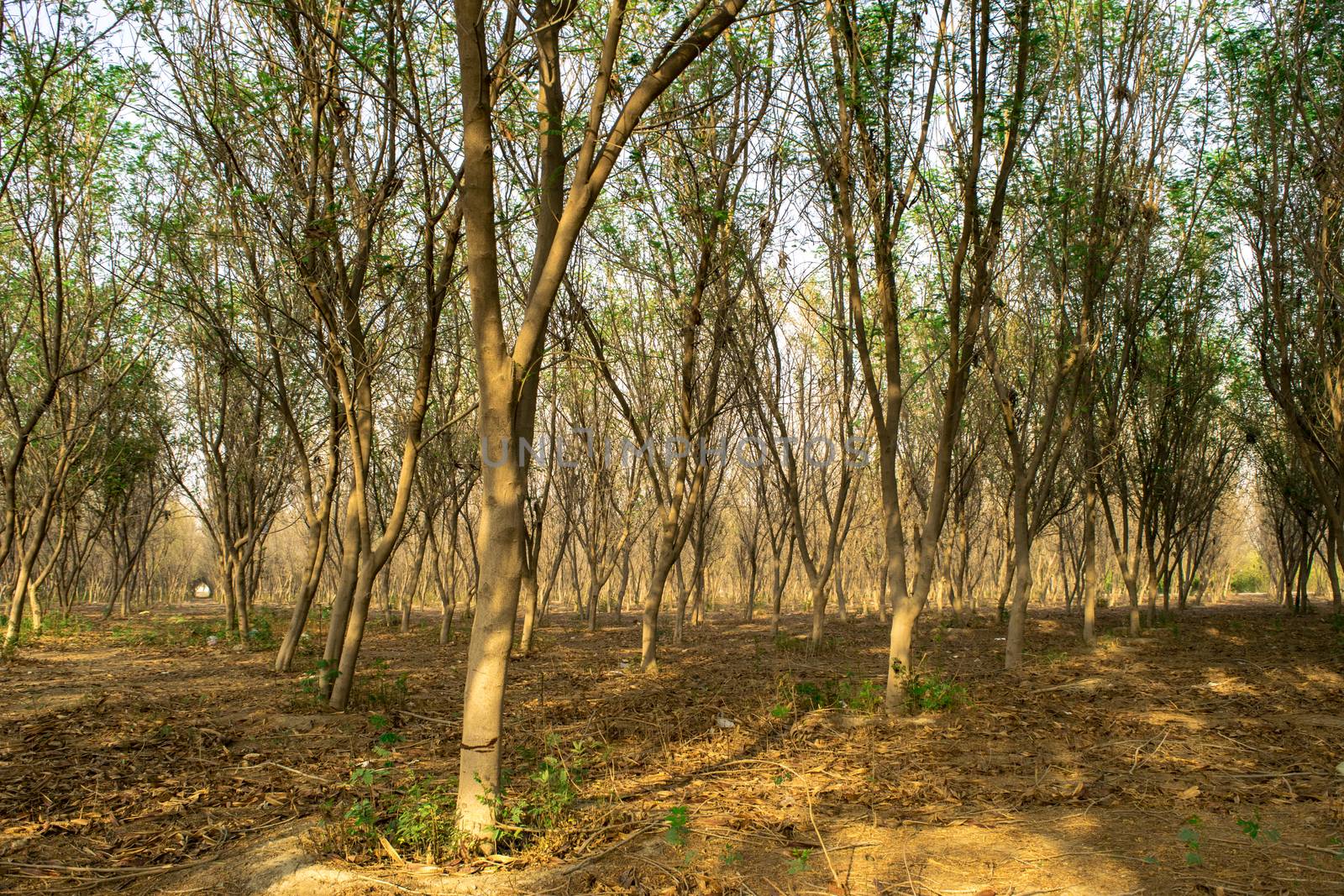 bright golden autumn in jeddah easters forrest