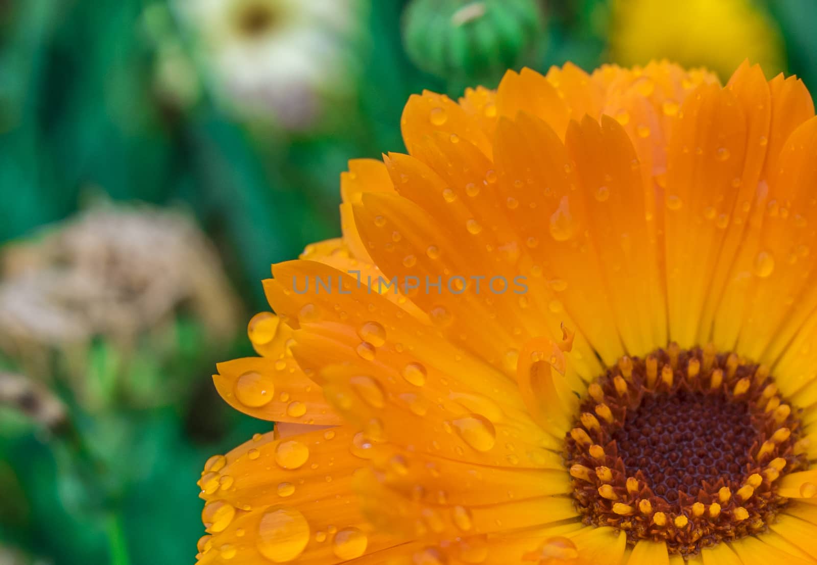 Close-up of an orange flower reflected in rendered water