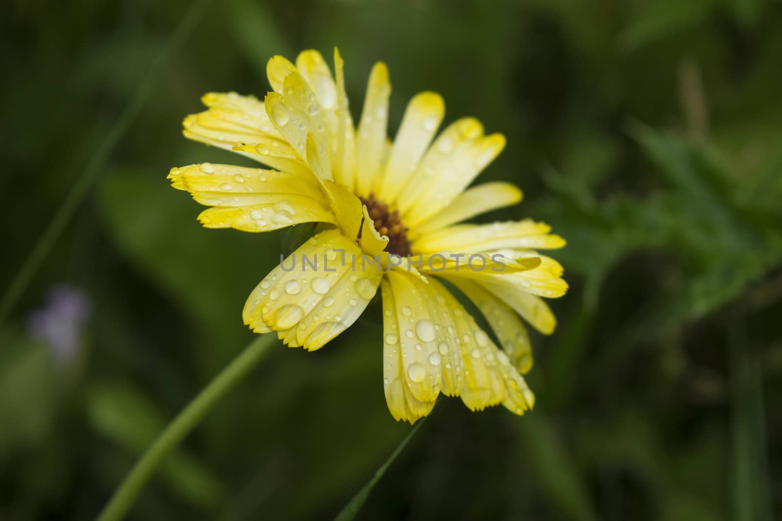 Soft-focus close-up of a beautiful yellowwhite flower