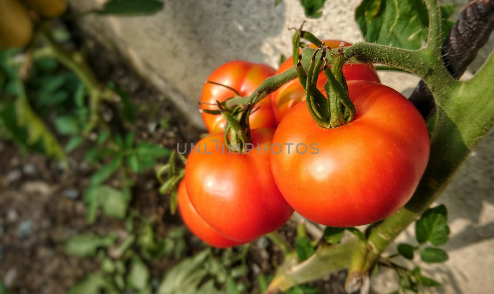 Growing tomatoes closeup in garden.