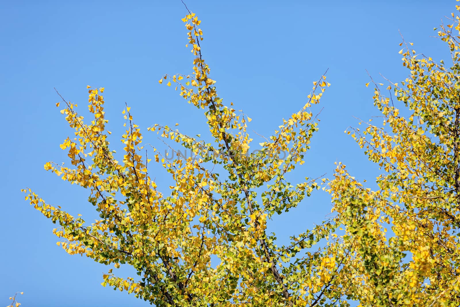 leaves in the park on a sunny day