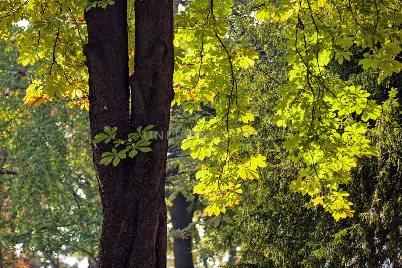 leaves in the park on a sunny day