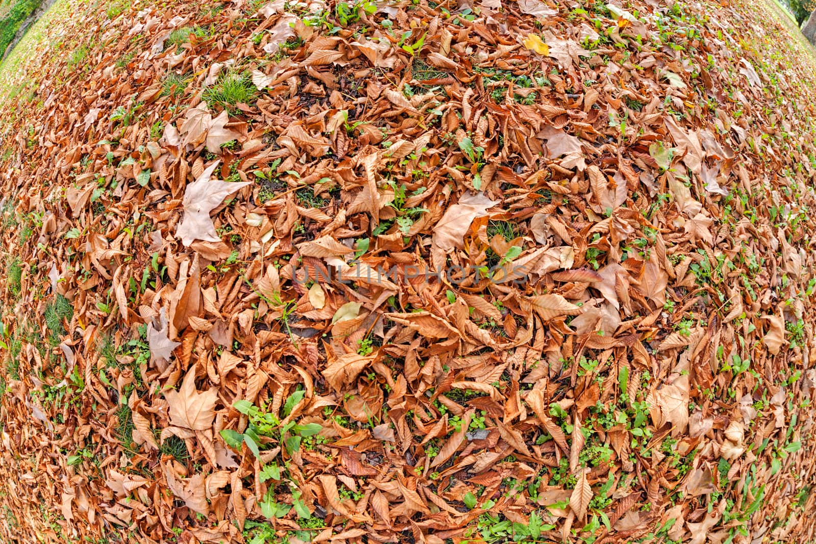 Orange fallen leaves in the park at autumn