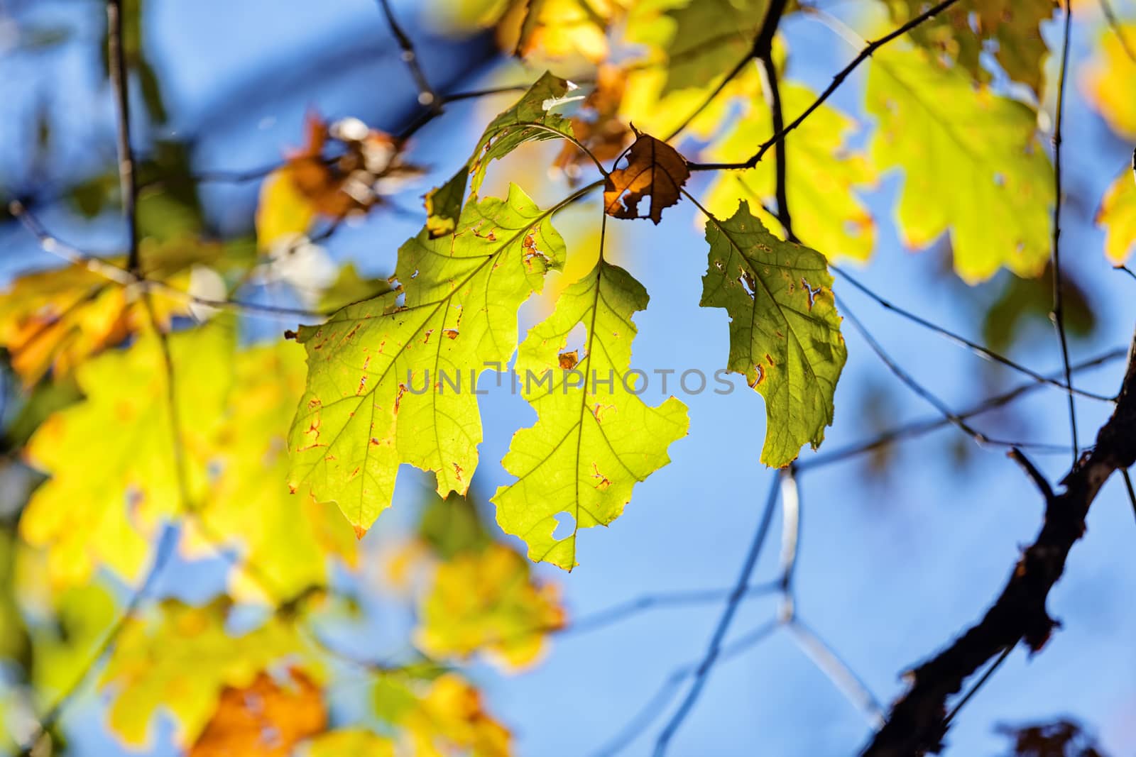 leaves in the park on a sunny day