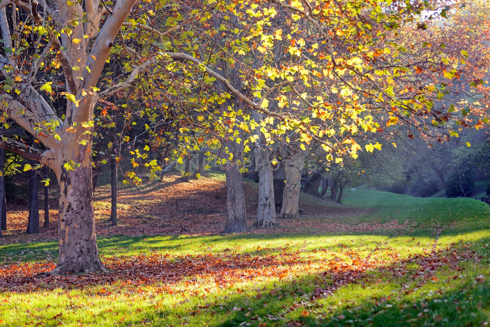 trees with fallen leaves in the park