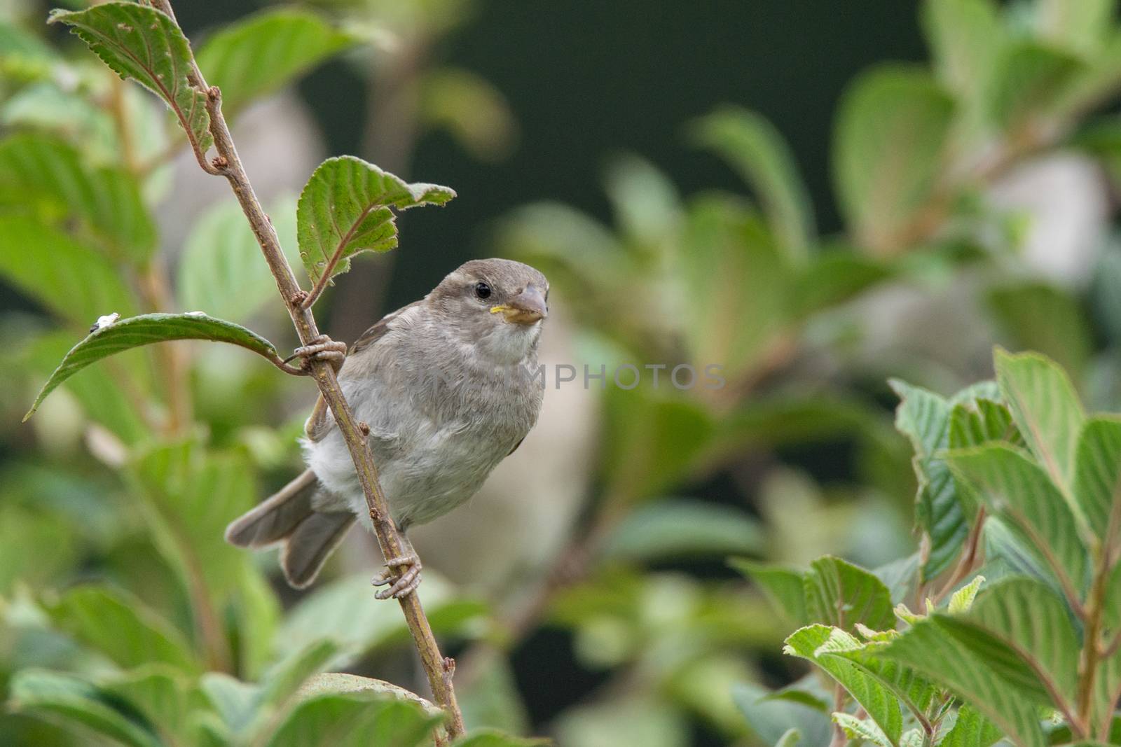 Passer domesticus on a branch, beautiful bird, nature