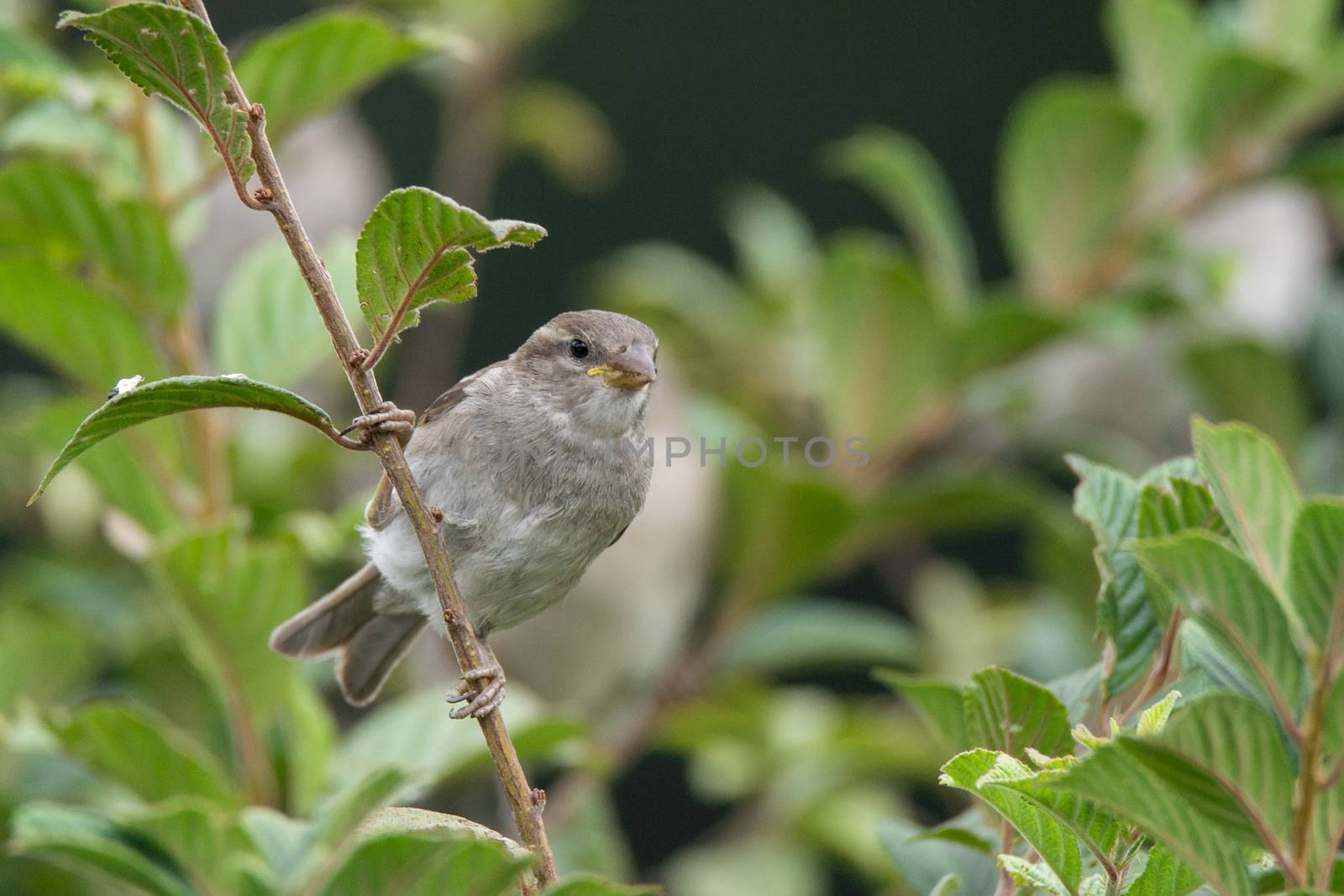 Passer domesticus on a branch by AlexBush