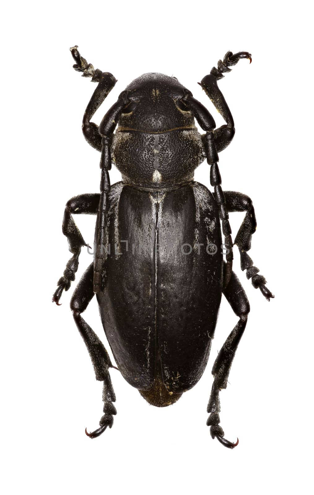 Longhorned Beetle Dorcadion on white Background  -  Dorcadion (Cribridorcadion) arenarium (Scopoli, 1763) by gstalker