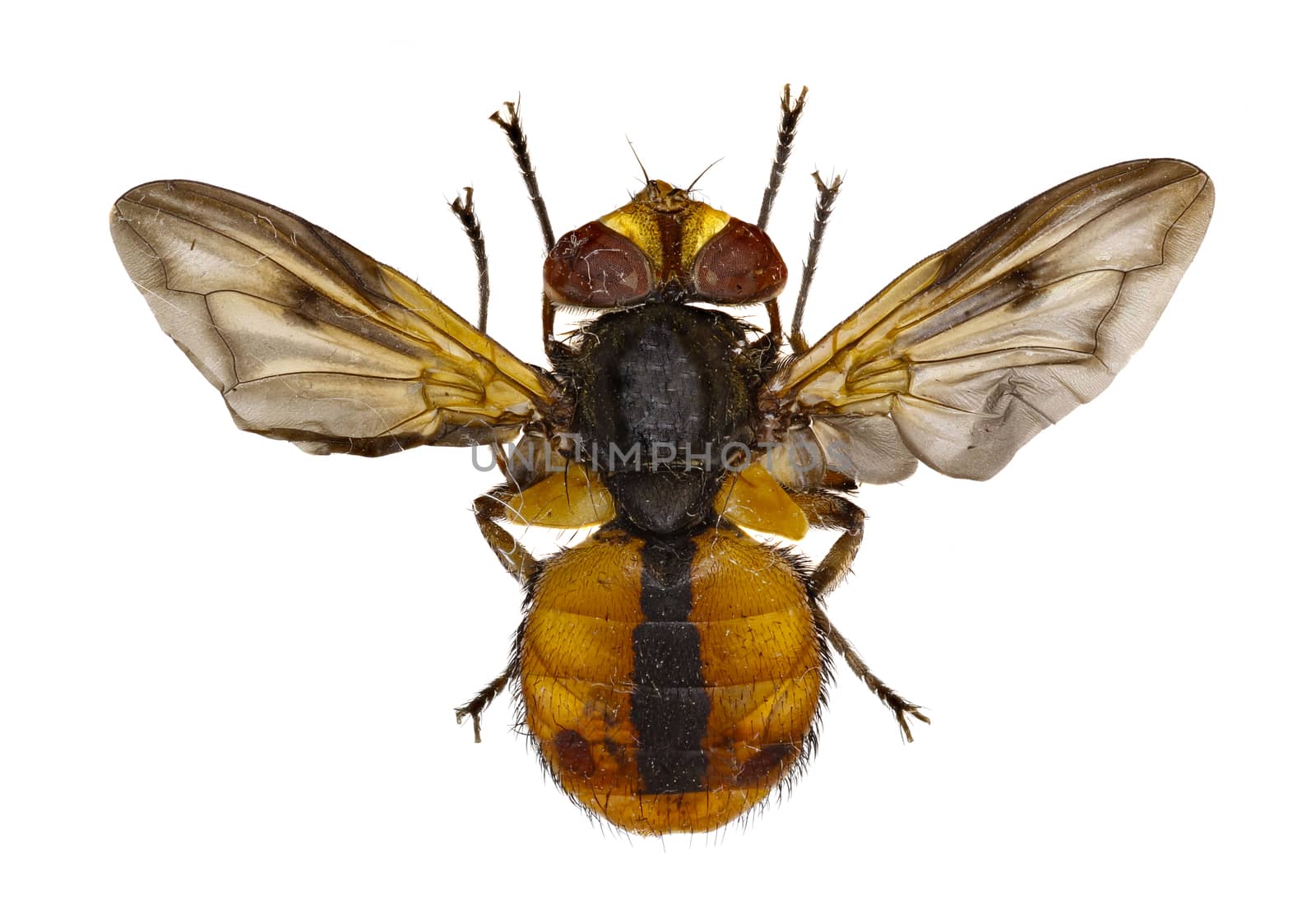 Tachinid Fly Ectophasia on white Background  -  Ectophasia crassipennis (Fabricius, 1794) by gstalker