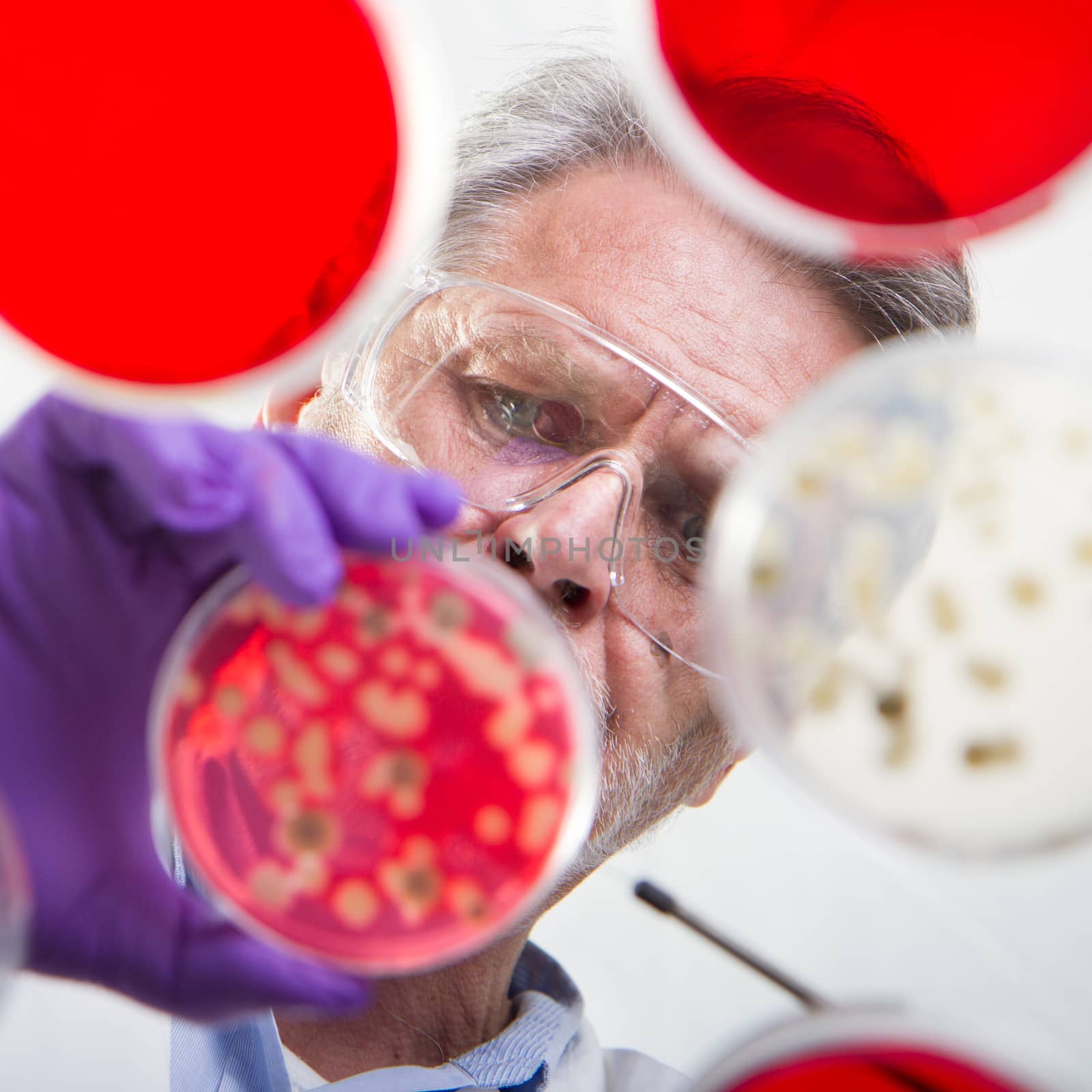 Focused senior life science professional grafting bacteria in the pettri dishes. Lens focus on researchers pace. Through the glass view.