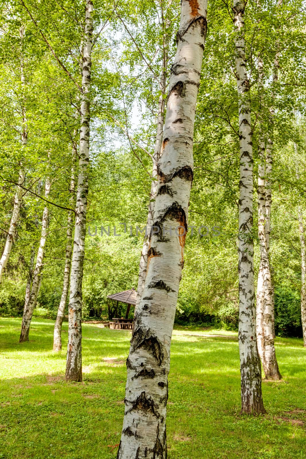 Park with silver birch trees