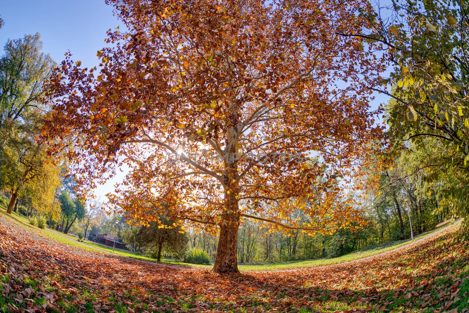 Tree in the park with fallen leaves at autumn by vladimirnenezic