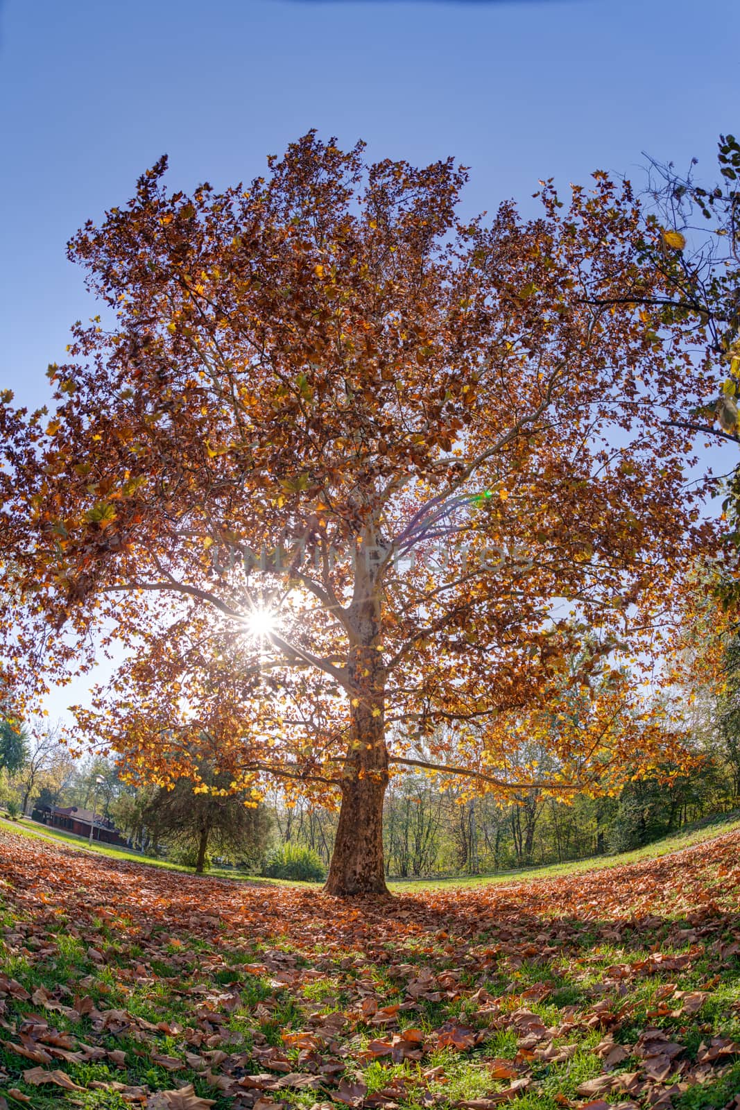 tree in the park with fallen leaves at autumn