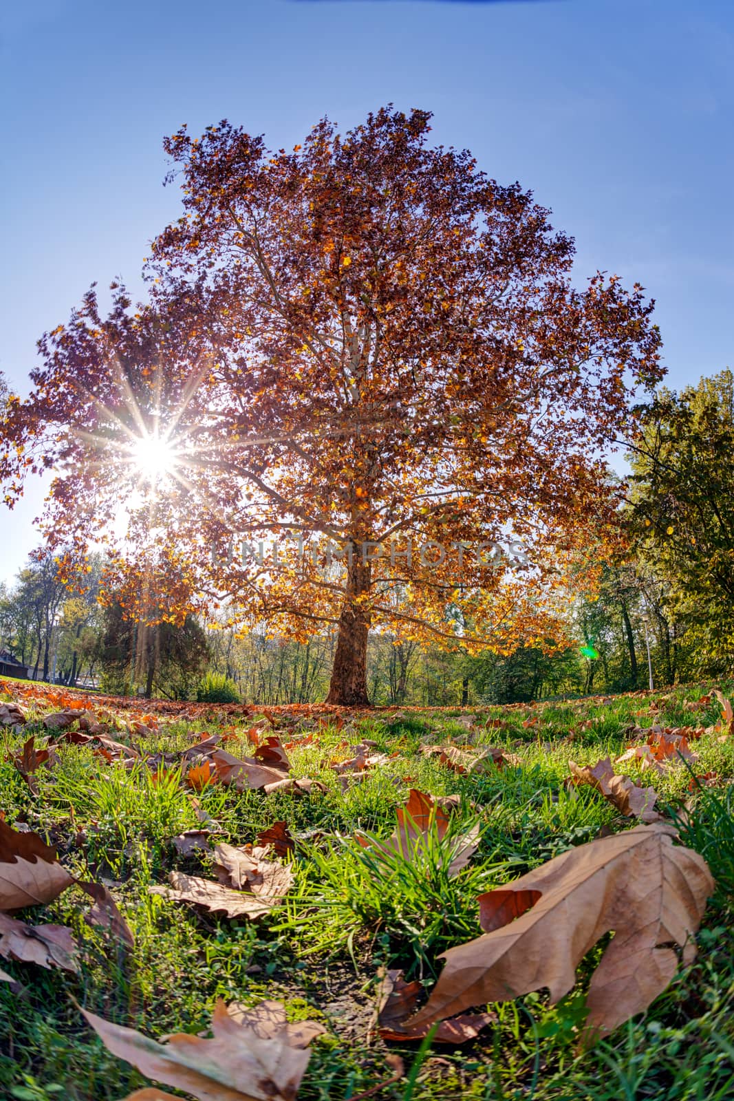 Tree in the park with fallen leaves at autumn