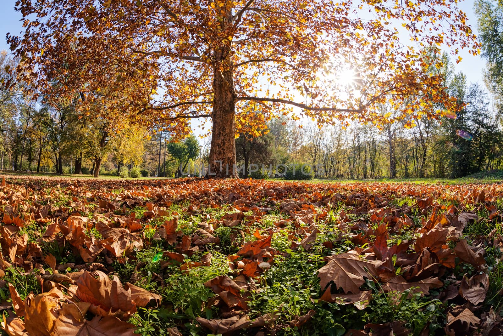 trees with fallen leaves in the park on a sunny day