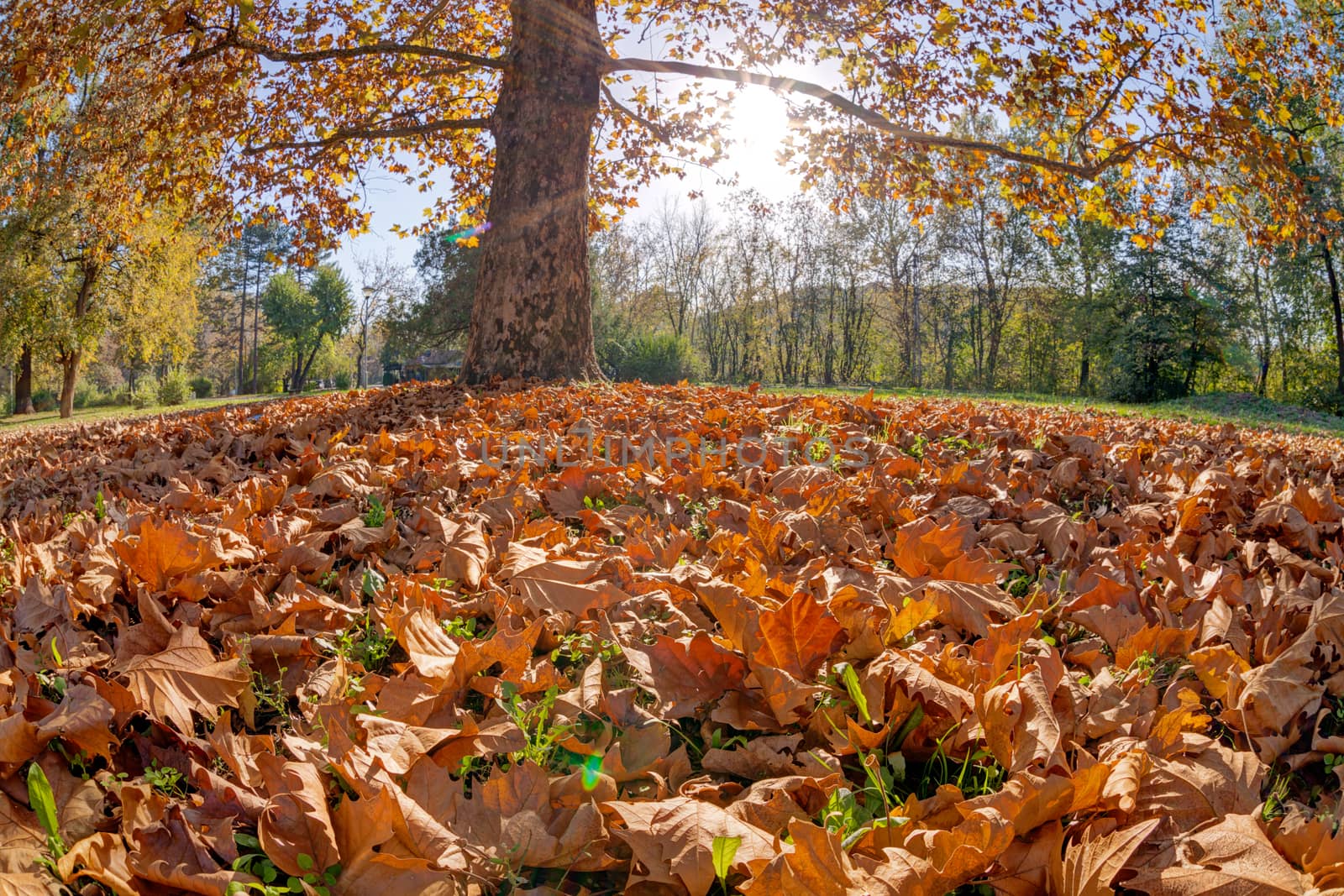 tree in the park with fallen leaves at autumn