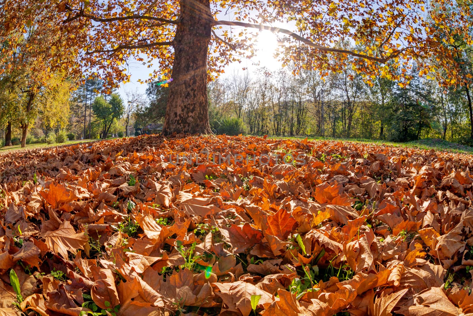 Tree in the park with fallen leaves at autumn by vladimirnenezic