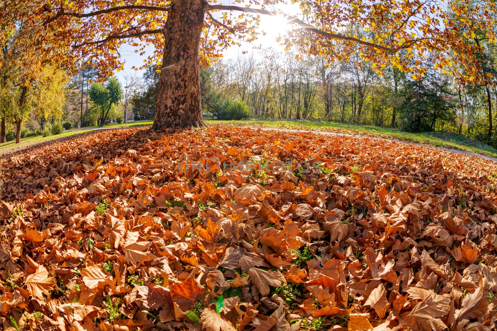 Tree in the park with fallen leaves at autumn